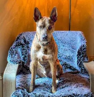 Saint- Diamond Dog