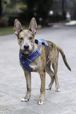 Saint- Diamond Dog