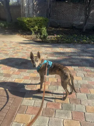 Saint- Diamond Dog