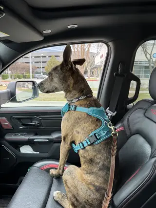 Saint- Diamond Dog