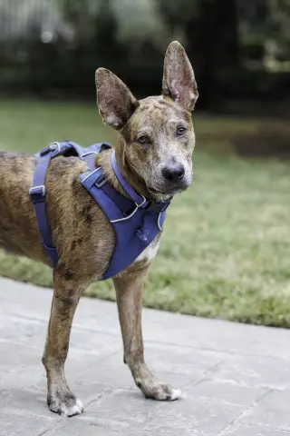Saint- Diamond Dog