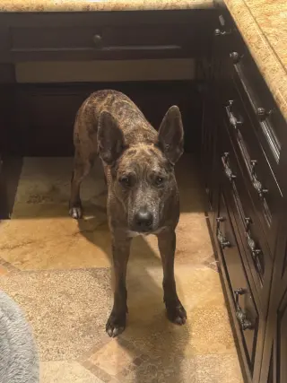 Saint- Diamond Dog