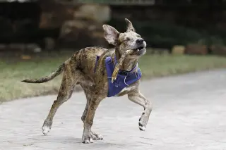 Saint- Diamond Dog