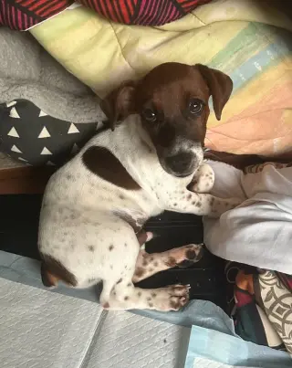 Taz