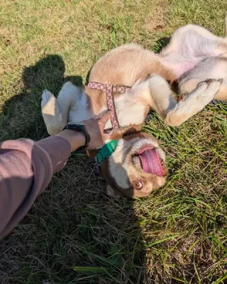 Zena