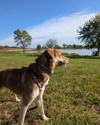 Zena