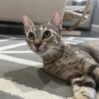 Rika