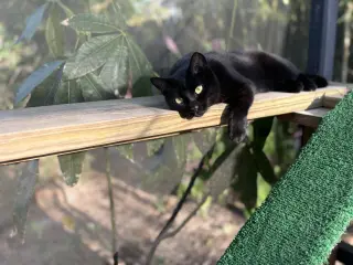 Flora