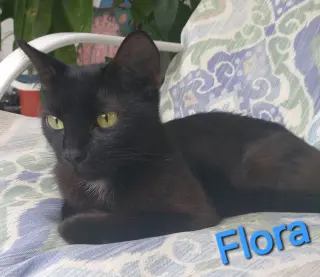 Flora