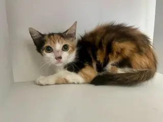 Szechuan