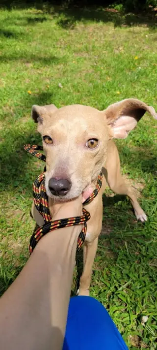 Split Pea - Mom to Peas Pups