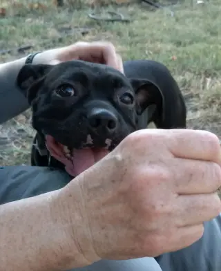 Hank