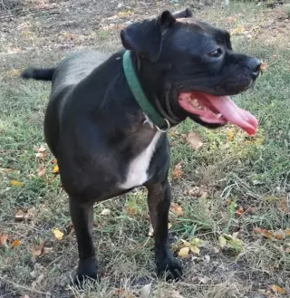 Hank