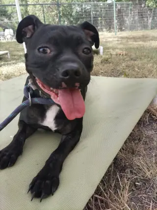 Hank