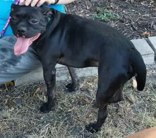 Hank
