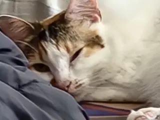 Lola