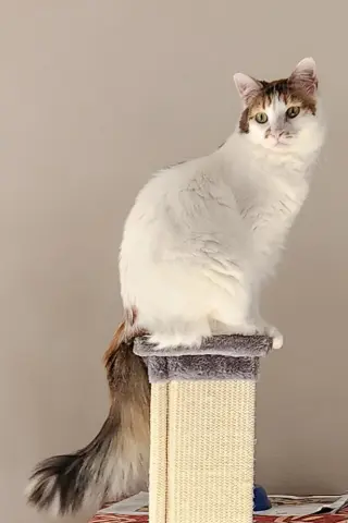 Lola