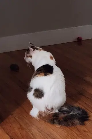 Lola