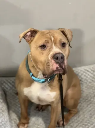 Franklin