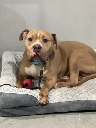 Franklin