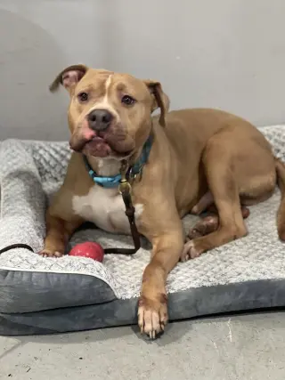 Franklin