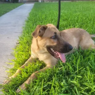 Max
