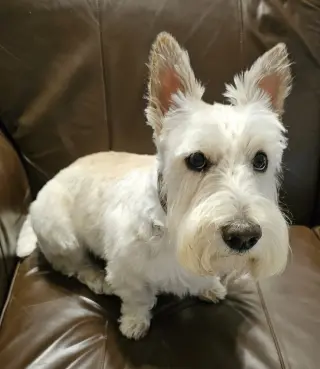 Finley