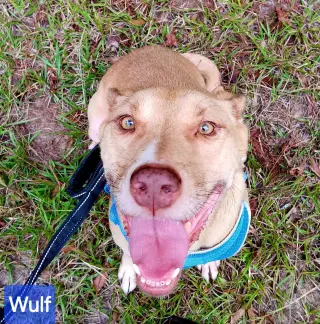 Wulf