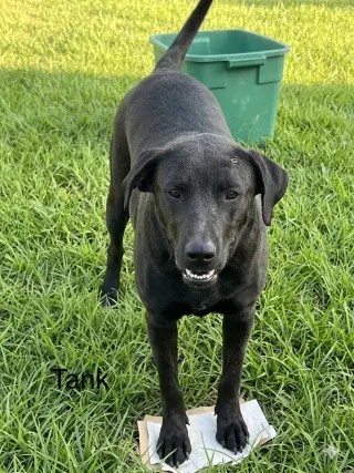Tank