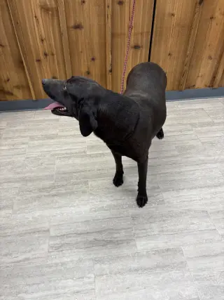 Tank