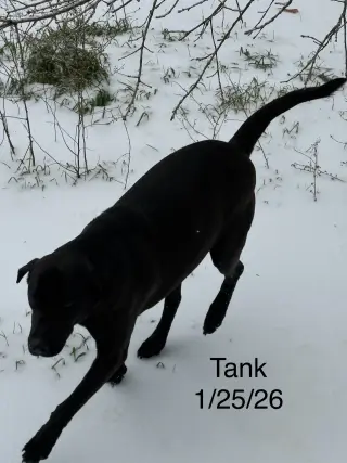 Tank