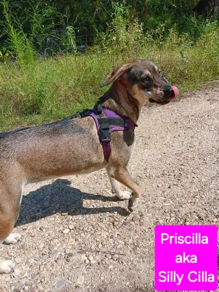 Priscilla