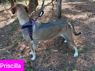 Priscilla