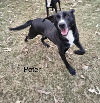 Peter (P pup)