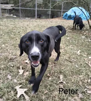 Peter (P pup)