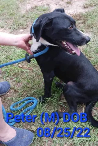 Peter (P pup)