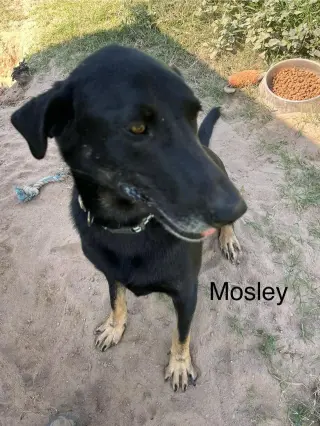 Mosely