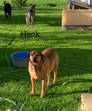 Hank
