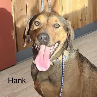 Hank