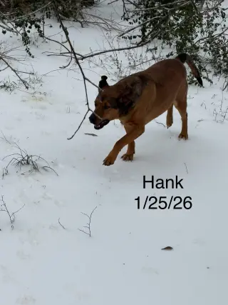 Hank
