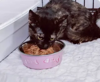 Truffles