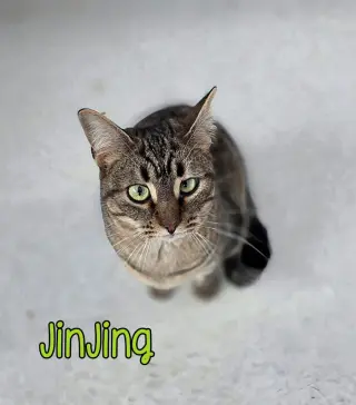 JinJing