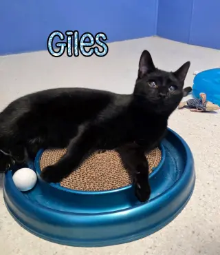 Giles