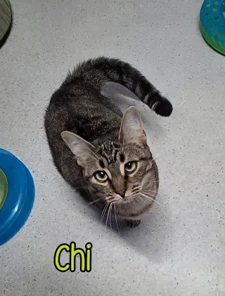 Chi