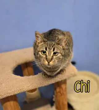 Chi