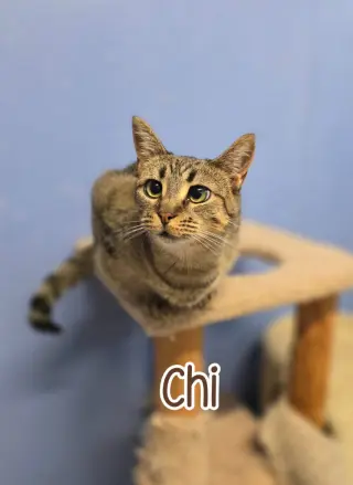 Chi