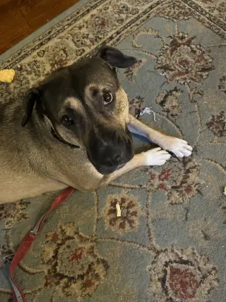 DAISY 2  (COURTESY POST)