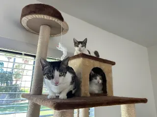 Buffy