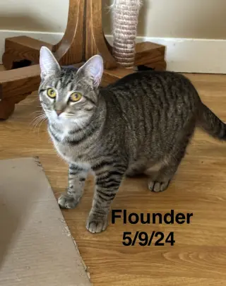 Flounder -The Fondy Fish Litter