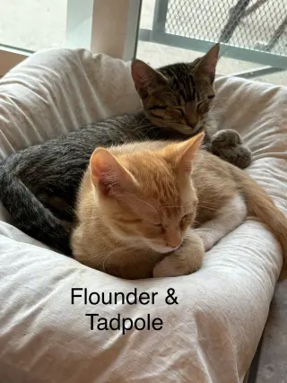 Flounder -The Fondy Fish Litter